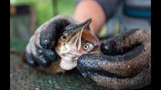 How Invasive Northern Pike Impact Native Fish Populations