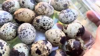 Quails Still Laying Eggs During Texas Winter #quails #quaileggs #winter