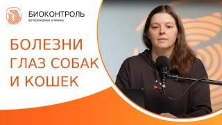  Болезни глаз у собак и кошек: причины, признаки и симптомы, лечение. Болезни глаз у собак и кошек.