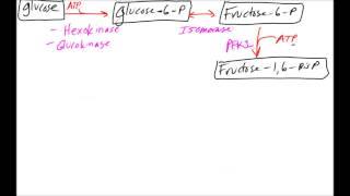 Glycolysis Made Easy