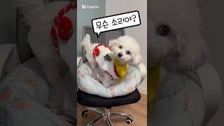 강아지 앞에서 괴음을 냈더니ㅋㅋ #dog #shorts