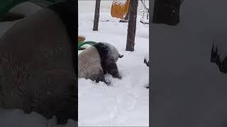 ️前方高萌！下雪天和熊猫团子最配了！#animal 【跟着图尔去旅行】