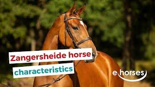 Zangersheide horse | characteristics, origin & disciplines