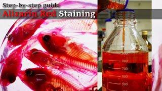 01R Bleaching to Staining: Alizarin Red Staining, Step-by-step guide; 2023 1130 01 RedA