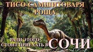 Сочи Тисо-самшитовая роща, природа Кавказа, Яркая природа, Сочи сегодня, природа России