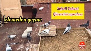 Boz Seferli Güvercin  Uçum Vidosu | Taklacı Güvercin Videoları