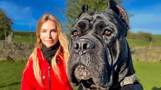 THE WORKING CANE CORSO - FIERCE HUNTER, GUARD DOG & PROTECTOR