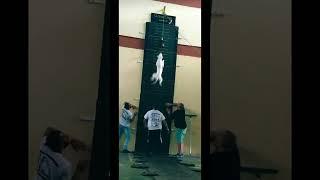 Watch This White Hulk Pitbull Climb Vertically   #factspick #shorts #factshorts