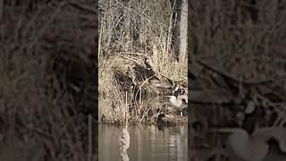 Turtles on a Log Sun Bathing! #wildlife #wild #turtles #nature #lake #geese #outdoors