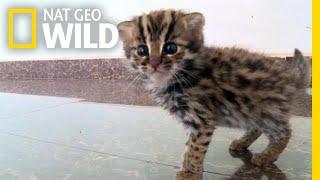 This Rescued Kitten Isn't Just Any Cat—It's a Wild Leopard Cat | Nat Geo Wild