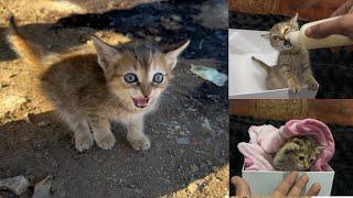 Trying to save an angry kitten || Trying to climb into the Garbage Can for food.