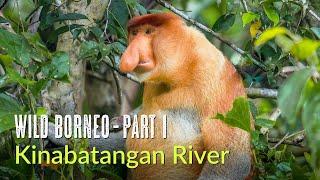 Wild Borneo | Kinabatangan River | Birds and Wildlife of Abai and Riverside Lodge | Malaysia 2024