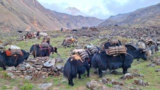 Himalayan Village Life | The Yak Farm | Dolpa | Nepal | Real Nepali Life |