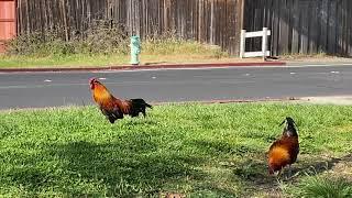 Cotati's famous chickens