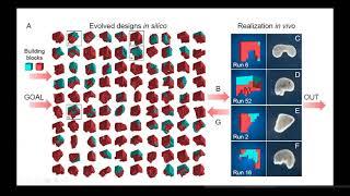 TMS Journal club: A scalable pipeline for designing reconfigurable organisms.