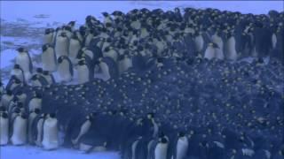 Emperor Penguins Huddle for Warmth | Nature on PBS