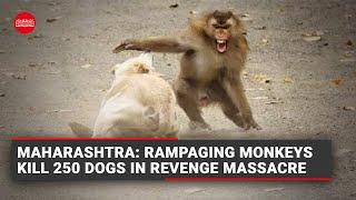 Maharashtra: Rampaging monkeys kill 250 dogs in revenge massacre