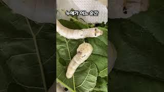 누에가 고치 만들기 시작했어요!