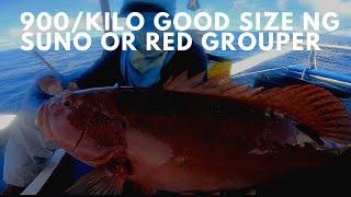 Catching Monster Red Grouper, Suno, Most expensive fish in PALAWAN,