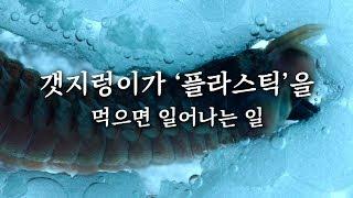 [사전공개] 갯지렁이가 플라스틱을 먹으면 일어나는 일