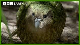 This Parrot is Too Heavy To Fly | South Pacific | BBC Earth