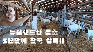 5년만에 뉴질랜드에서 염소 수입 / 보어종(투톤, 갈색), 흑색 야생종