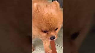 Cute and adorable dog || Katie wants to eat snack alone #shorts