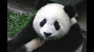 Why do Pandas love chewing on bamboo??! :-)) Chengdu, Sichuan, China