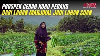 Tanam Koro Pedang Alternatif Kedelai. Dulu Susah Cari Pembeli, Sekarang Kewalahan Supply!