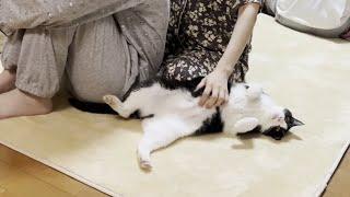 ドライヤーの音を耳にすると駆け寄ってゴロンって転がる猫