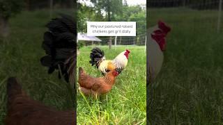 If you’re a chicken owner!  #chickens #hens #rooster #eggs