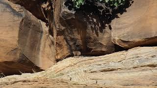 Rock hyrax (Procavia capensis) - Mauritania