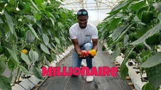 He Makes Averagely 30K From Establishing Greenhouse/ Open Field Modern Farms For People In Ghana 