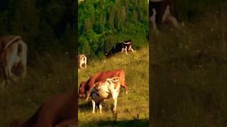 Cow Sounds (The Mountainous Swiss Alps)