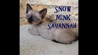 Snow Mink Savannah (Seal Mink Point) growls and prevents anybody to take his food (Eintagsküken)