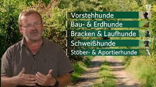 Jagdhunde - eine Übersicht