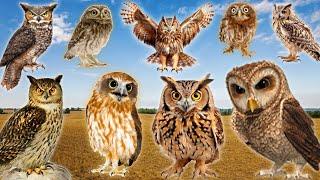 The Best Owl Sounds  | Different Types of Owls and Their Sounds (15 types of owls)