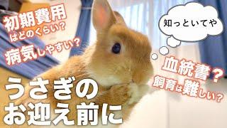 うさぎのお迎え前に知っておいた方がいいこと【ネザーランドドワーフのコッペ】