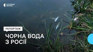 Чорна вода, ймовірно, прибула з Росії: що розповідають місцеві про сморід і мертву рибу у річці Сейм