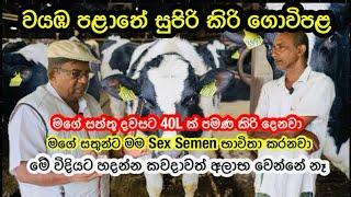 වයඹ පළාතේ සුපිරි කිරි ගව ගොවිපළ/Dairy Farming Srilanka #livestock #farming #dairfarming