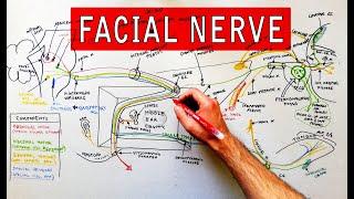 Facial nerve - Origin, Function, Pathway & Branches | Anatomy Tutorial