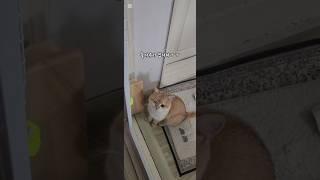 혼자 사냥놀이 하는 구찌 #고양이 #cat #브리티쉬숏헤어 #猫 #بلی #사냥 #낚시 #fishing #play