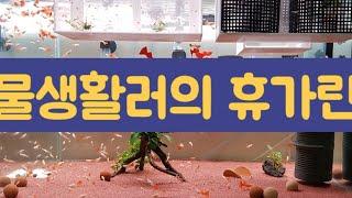 물생활러의 휴가, 물고기 밥주기가 브이로그, Guppy feeding, TaengSunny, 탱써니물생활