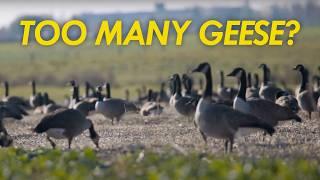 Are there too many Canada Geese? | Great Lakes Now