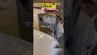 流浪狗狗被小姐姐治癒“摸頭殺”，竟眼含熱淚……網友：萬物皆有靈！