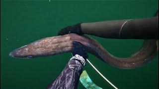 Isle of Skye - Spearfishing Conger Eel