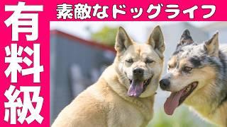 【ストレスのないドッグライフ】子犬・成犬・野犬の迎え入れと躾け方法