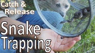Snake Trapping!  Simple Trap Catches Bait and Snakes