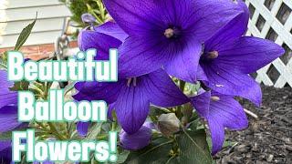 Beautiful Balloon Flowers: Care & Grow Guide