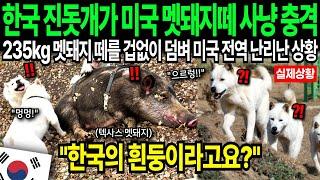 "이런 개는 처음 봤어요" 한국 진돗개 미국 텍사스 멧돼지 떼 싸우자 난리난 상황